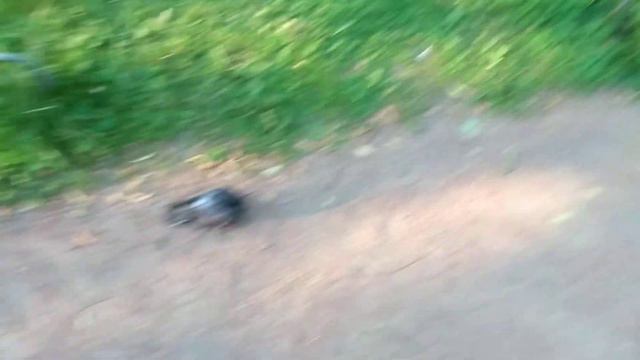 Я нашел на улице бедного изувеченого годубя смотреть онлайн