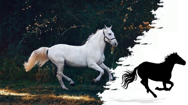 Лошади рысью по траве - Лошадь рысью - Звук копыта лошади | Расслабляющая рысь лошади ? смотреть онлайн