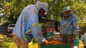 Откачка меда от А до Я!ДЕНЬ на пасеке! Качаем мед!