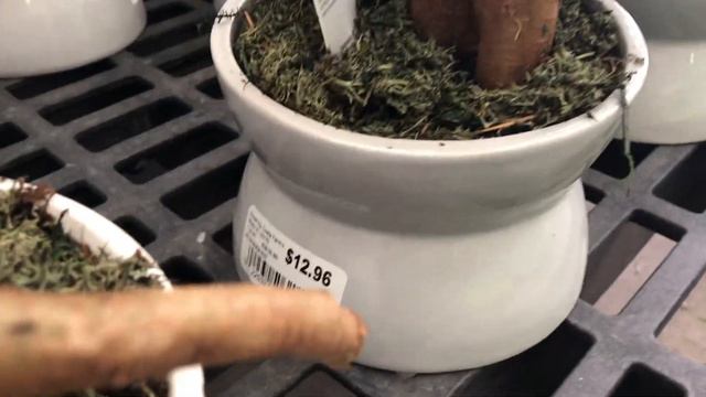 Rare Plant Finds! Big Box Store Plant shopping! смотреть онлайн