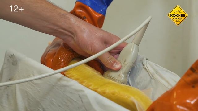 ЧЕРНАЯ ИКРА, КОТОРАЯ БЕЛАЯ. УДИВИТЕЛЬНОЕ ПРОИЗВОДСТВО НИКОЛАЯ ПОЧИНОК смотреть онлайн