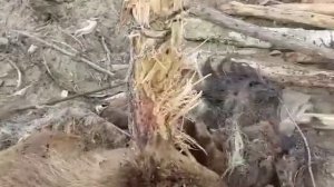 В Якутии на петлю поймали медведя