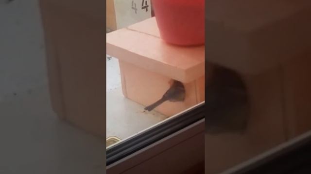 Птичий дом из пенопласта на окне смотреть онлайн