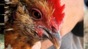 Как подрезать клюв курице в домашних условиях и зачем шлакоблок курам