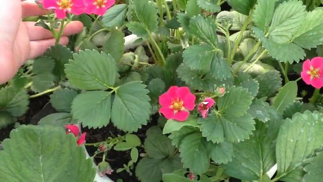 Тоскана и Роман prjve смотреть онлайн