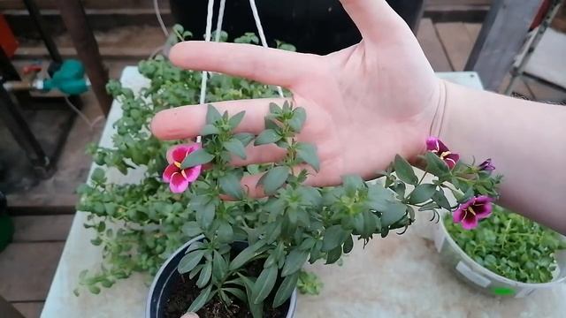 Моя лимонная долька-Калибрахоа Superbells Lemon Slice - открой дверь в лето!Размножаю шикарный сорт смотреть онлайн