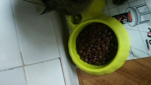 #котики #cat Где еда?🐈🐈 смотреть онлайн