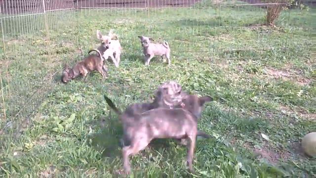 щенки чихуахуа. superminiki.com смотреть онлайн