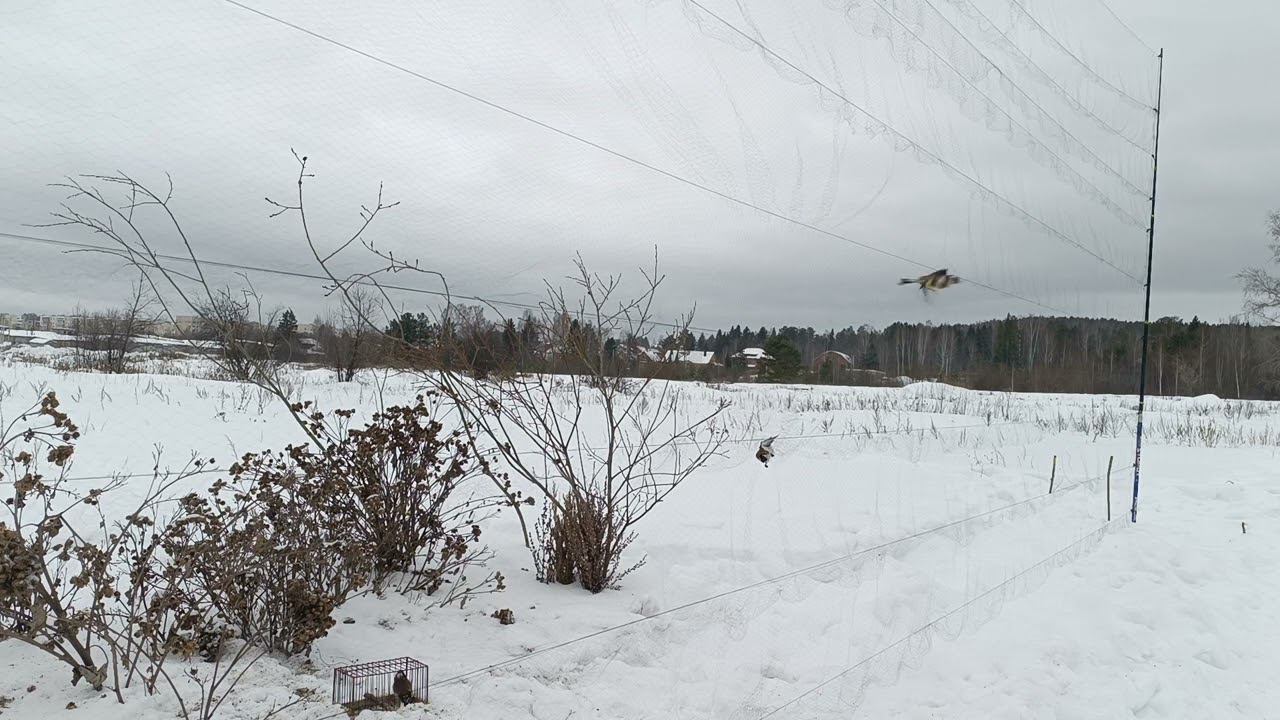 Fishing For Goldfinches,ловля щеглов 31.01.2024.