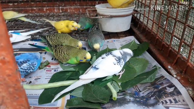 How to breed budgies Birds easily смотреть онлайн