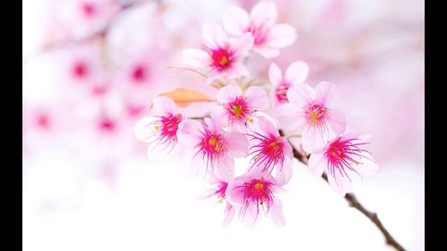 2. Айша - любимая жена Пророка (мир ему). Где она похоронена? смотреть онлайн