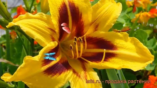 Лилейник гибридный Бонанза hemerocallis ? Бонанза обзор: как сажать рассада лилейника Бонанза