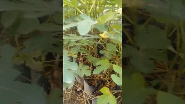 Саженцы инжир кадота гибрид закрытая корневая смотреть онлайн