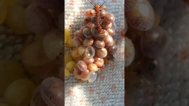 Caterpillar hatching commentary смотреть онлайн