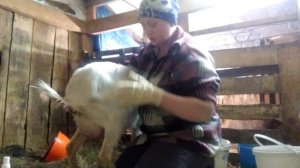 Обработка козы после окота Лечение после тяжелых родов. Детям и чувствительным взрослым не смотреть