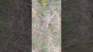 Армянская Змея Полоз или Гюрза ядовитая я ножом кидал Змея поймал Snake