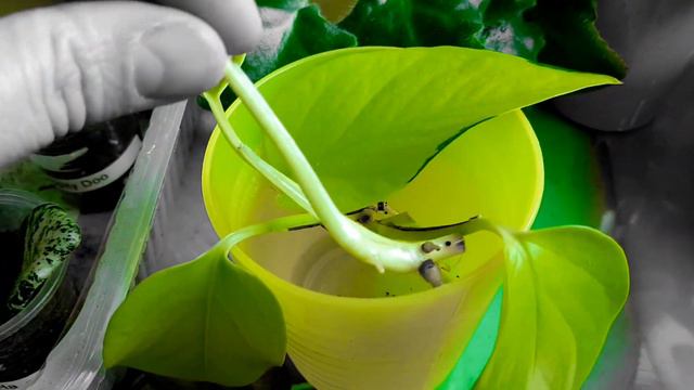 Epipremnum Ableger|Черенкование эпипремнума🌿