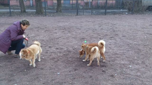 Фудзисан Катсурамару и Гейл - "Айкидо" СПб 25.03.16 смотреть онлайн