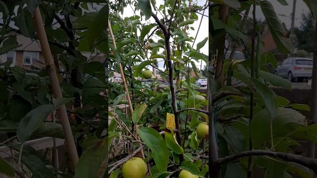 Golden Delicious Apple Tree Fruiting in Container смотреть онлайн