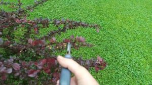 Обрезка барбариса Тунберга.