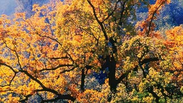 Islands of Wildness - Climate Change, North America HD смотреть онлайн