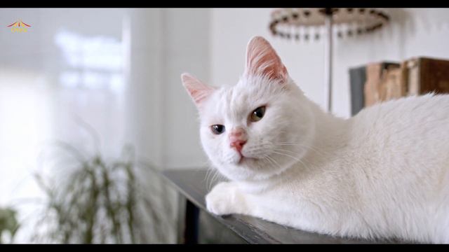 Красивая фортепианная музыка | Классическая музыка | Фортепиано соло | Classical Piano Music | Rela