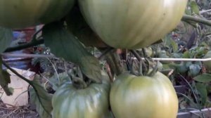 Сорт томата Добрыня Никитич! Полный обзор сорта