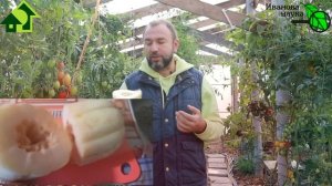 ВЫРАСТИЛ ИЗ ОГУРДЫНИ... ДЕЛИКАТЕС! Ароматные дыни - это ОЧЕНЬ ПРОСТО! Вкусные такие - не оторваться