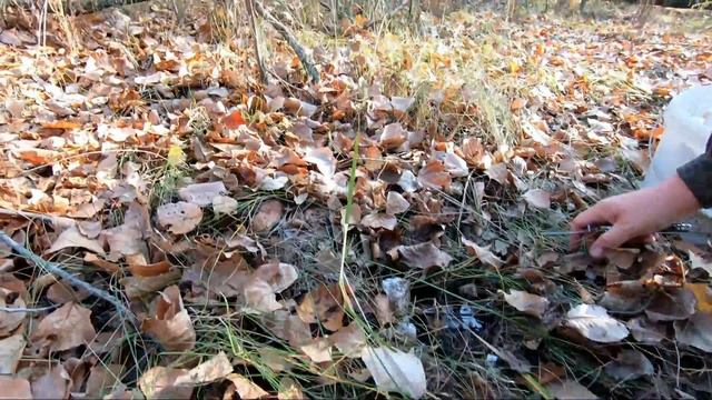 Рядовка тополевая смотреть онлайн