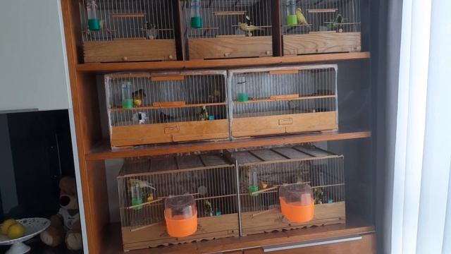 Разведение канареек. Содержание и кормление. смотреть онлайн