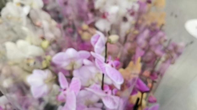 Поймала бабочку ?в свежем завозе орхидей Икеа г. Омск. смотреть онлайн