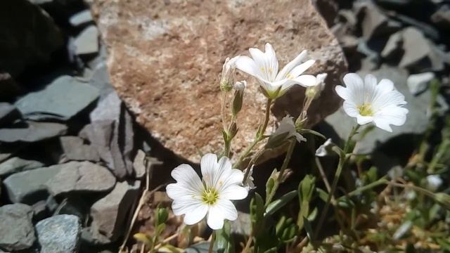 оз. Радоновое - пик Ворошилова (2776 м) - пик САВО (Западный Алтай, Казахстан) смотреть онлайн