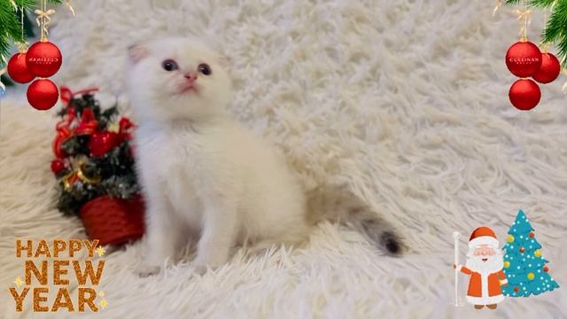 Новый год в питомнике ??? смотреть онлайн