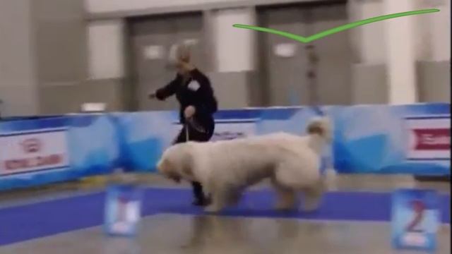 ЮЖНОРУССКАЯ ОВЧАРКА. Выбираем щенка правильно! Выпуск 1 смотреть онлайн