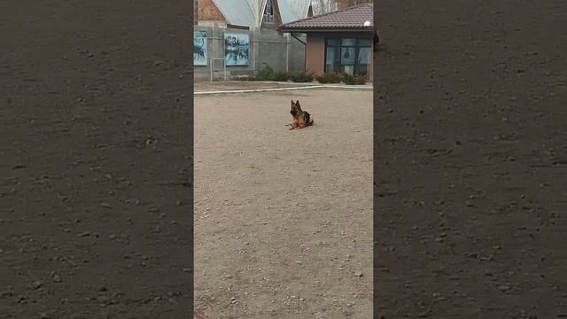 Рахимжан Холли .Сдача ОКД -1. дрессировка собак.Бишкек. смотреть онлайн