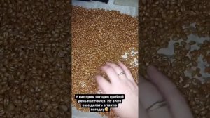 Размножение мицелия грибов.