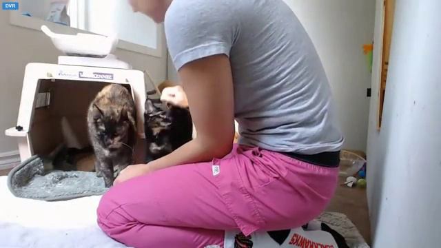 Tiny Kittens Athena tries to take a ginger somewhere Shelly intervenes смотреть онлайн