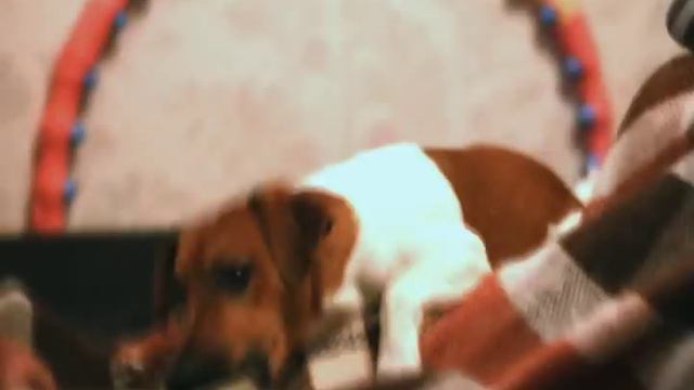 Jack Russell Terrier / Джек Рассел терьер грызет все подряд смотреть онлайн