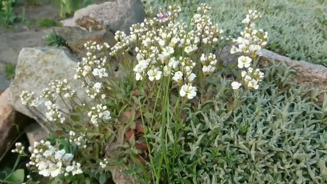 Почвопокровник Арабис Кавказский Плена - удивительные двухэтажные цветочки смотреть онлайн