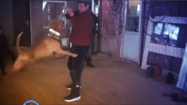 Шереметьевский приют принимает гостей и подарки от учеников Британской школы смотреть онлайн