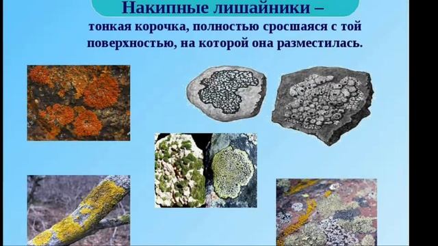 Лишайники. Лихенология. Что такое лишайники?