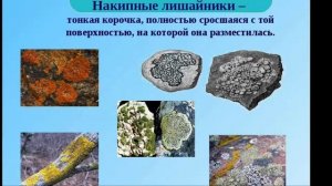 Лишайники. Лихенология. Что такое лишайники?