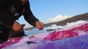 Зимняя рыбалка. Курминский залив. Ангара. Ловля леща.