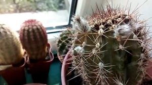 Как не заметно для нас погибают кактусы...??