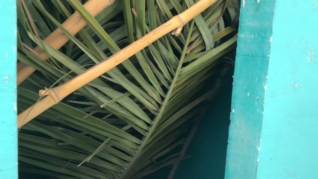 Analiza temperatur w osłonach palm przy -10’C смотреть онлайн