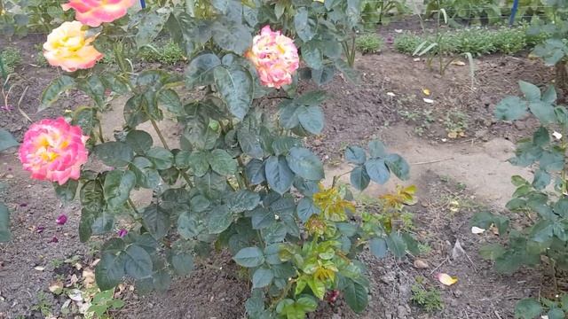 Цветение розы сорт Восточный Экспересс,КОРОЛЕВА розария!!!!16 июня 2020 года смотреть онлайн