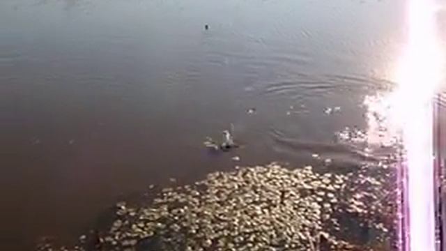 Владимир АРТ Дудник. Рыбалка №2 на сазана смотреть онлайн