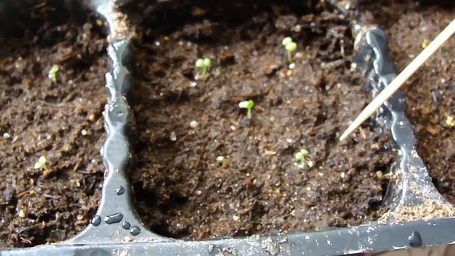 ВСХОДЫ ПЕТУНИИ ОТ РАЗНЫХ ПРОИЗВОДИТЕЛЕЙ. СЕЗОН 2019. смотреть онлайн