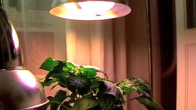 Bi-plasma induction light( Индукционные лампы для гидропоники) смотреть онлайн