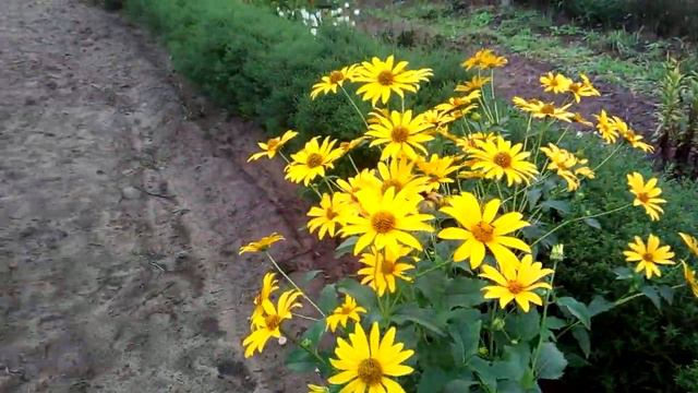 Яркие краски уходящего лета! смотреть онлайн